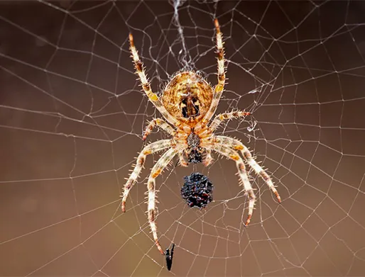 Dedetização de Aranhas SP